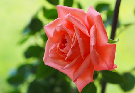 薔薇のいのち