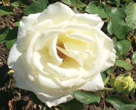 rose