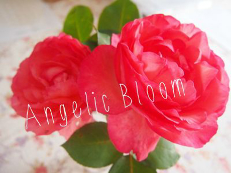 薔薇